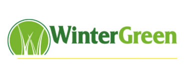 Winter Green Grass